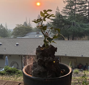 Mini fountain with plant at sunset during 2023 fires by Phil Mikkelson