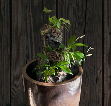A towering, plant-wrapped sculpture in a 50-gallon vessel—crafted for calm, clarity, and deep inner 
