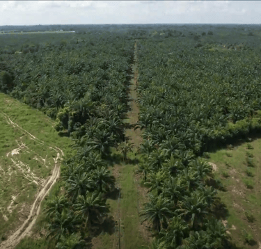 finca de cultivo de palma realizada con drone en Cesar Colombia