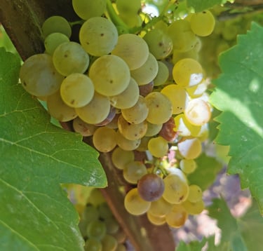 grappe de raisin blanc bio