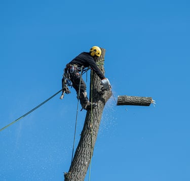 expert tree service in baton rouge