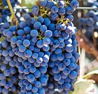 local grapes vranac balkans wine