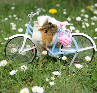 guinea pig shop, pet shop, small pet costumes