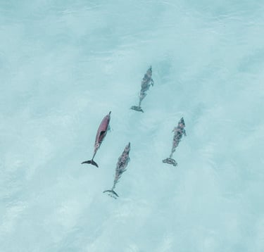 groupe de dauphins nageant dans l'eau turquoise 