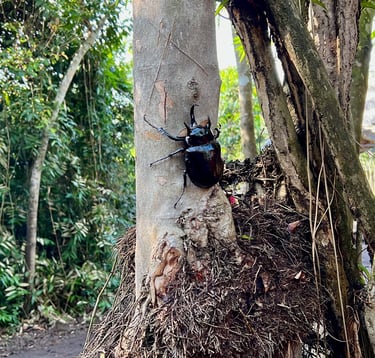 Insect Farm - Elephant Beetle
