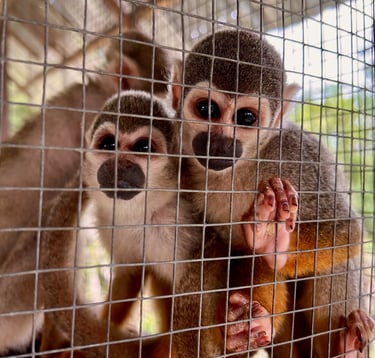 Rescued Monkeys at The Sanctuary