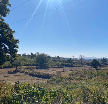 a field with a sun shining on the ground