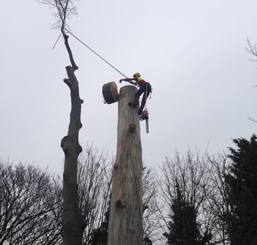 tree surgeon removing a tree