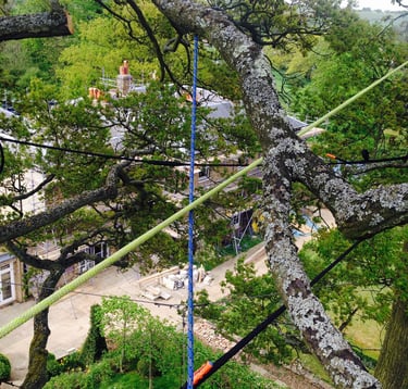 tree surgeon up a tree