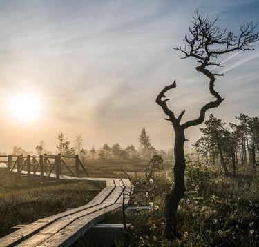Kemeri National Park Tour from Riga