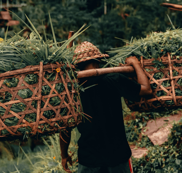 Harvesters carrying their load toward the goals