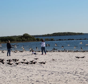 Gulf Island Beach Crystal River, Beaches, Sea Gulls, Visit The Nature Coast