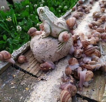 Elevage d'escargots Petits-gris à Cap'Hélix