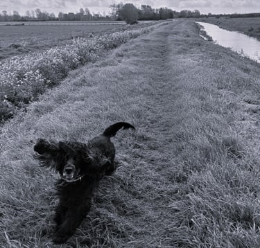 Dog running in field black and white