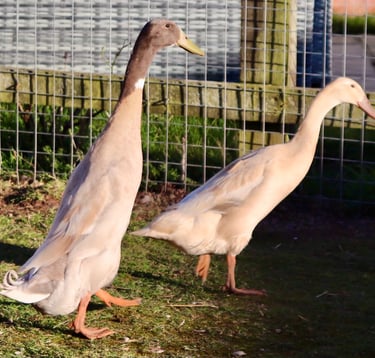 Pure Breed Indian Runner Ducks