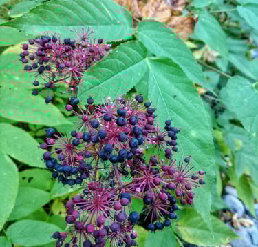 Spikenard