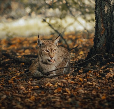 italian lynx valle varaita
