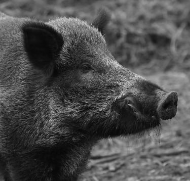 italian wild boar valle varaita