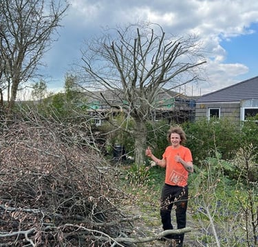 a tree that's been pruned and maintained