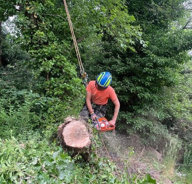 a man is cutting down a tree stump with a chainsaw