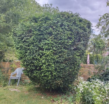 a tidy trimmed hedge