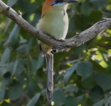 Russet-crowned Motmot resting on a branch – iconic bird of Central America with racket-shaped tail