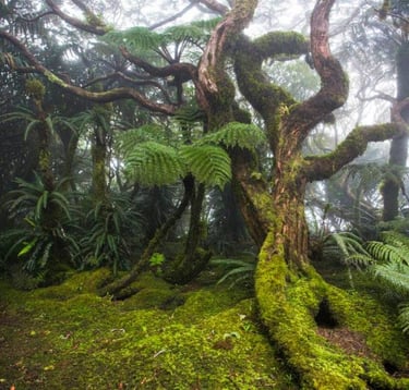 Mt Gower walk with forests and ferns flowers and wildlife