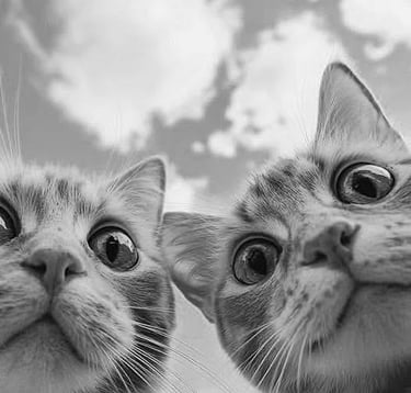 Chats curieux