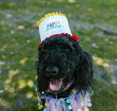 anniversaire chien