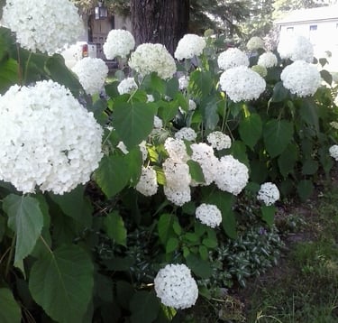 Large white hydrangea blossoms growing on lush green bushes in a sunny backyard garden.