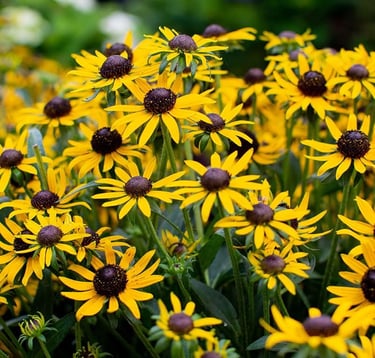 A dense cluster of yellow Black-eyed Susan flowers blooming in a summer garden.