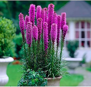 Vibrant purple Liatris spicata blazing star flowers blooming in a garden planter.