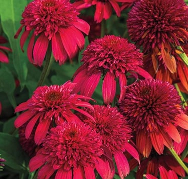 Vibrant red double-flowered Echinacea Hot Papaya coneflowers blooming in a summer garden.