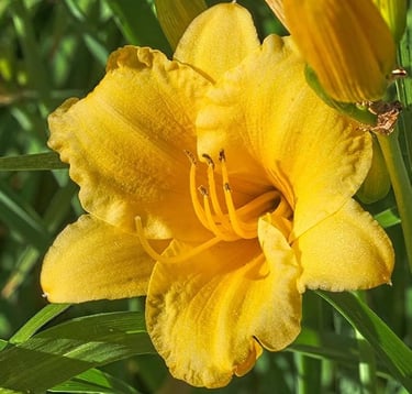 Vibrant yellow daylily flower blooming in a sunny garden with green foliage background.