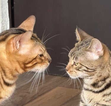 comprar gato bengali