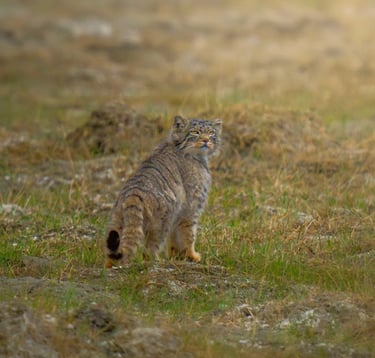 Explore Ladakh's wildlife on an thrilling expedition into its untamed wilderness