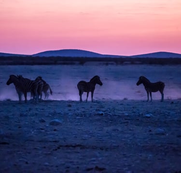 Zebras at Dusk