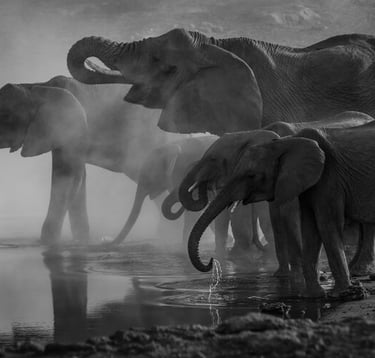 Elephants at the Waterhole