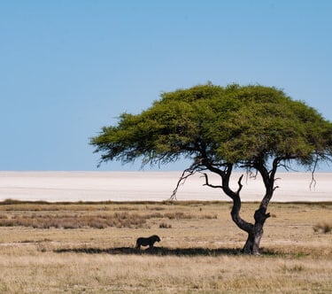 Animal under Tree