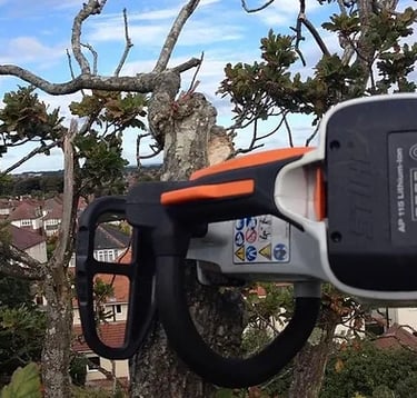 removing dead wood from a tree