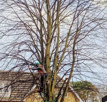 crown lifting a tree