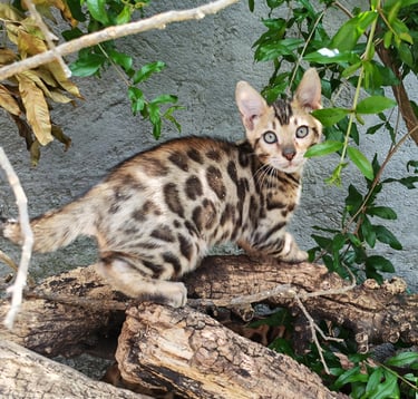 A spotted Bengal kitten explores outdoor logs and green foliage near a stone wall.