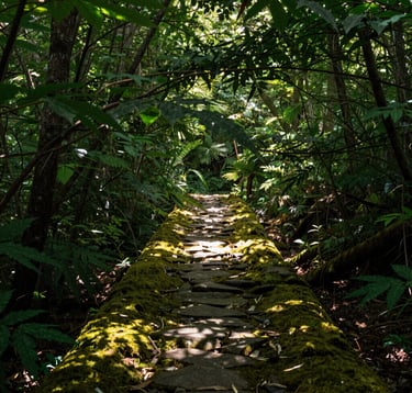 A high-detail photograph of a serene forest trail in North America. Sunlight filters through a canopy of deep green leaves, hitting a moss-covered stone path. The composition is balanced and peaceful, emphasizing a connection to nature and biological harmony.