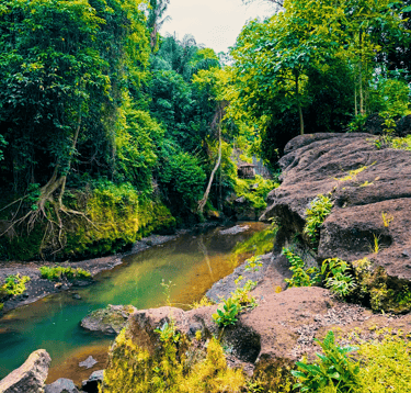 a stream running through a lush green forest