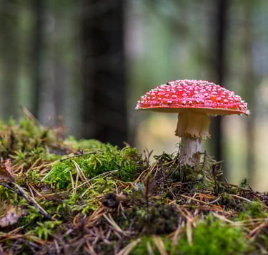 a small red mushroom bursts from the earth decay