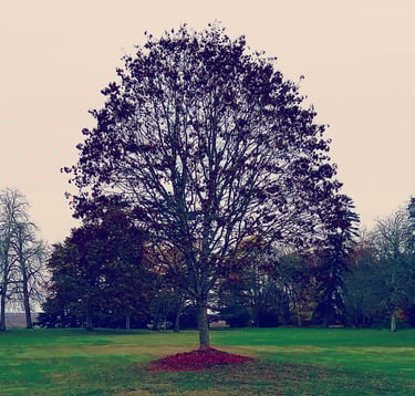 arbre symbolisant notre arbre généaloqique et le transgénérationnel