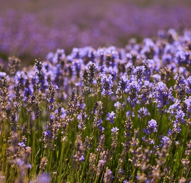 Bulgarian Lavender essential oil & hydrosol - Wholesale