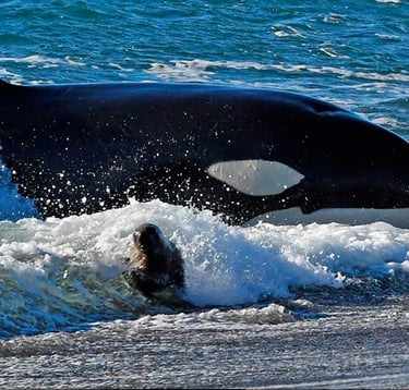 orcas, punta norte y caleta valdes