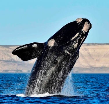 Ballena Franca austral El doradillo