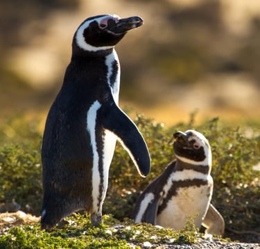 pinguinos magallanes